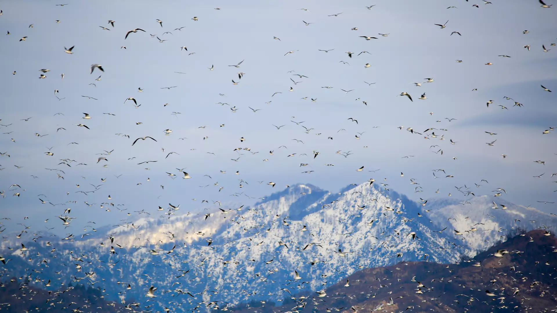 ფრინველებზე დაკვირვება: შემოდგომის მიგრაცია - აჭარის სახალვაშო