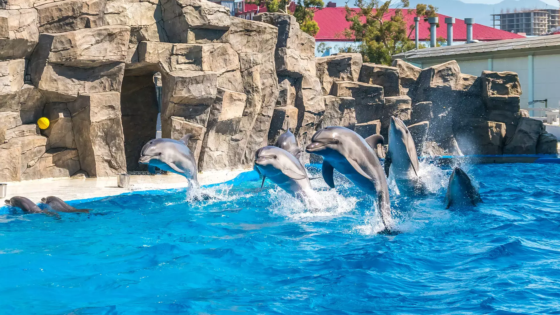 dolphins in batumi