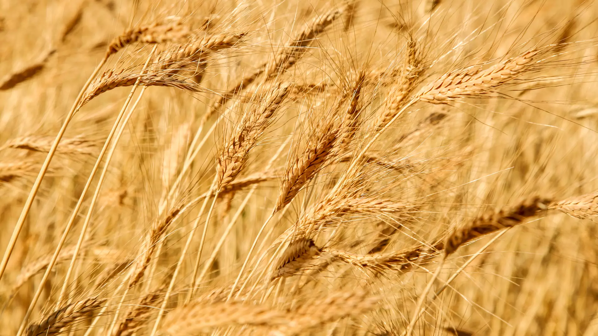 Varieties of Georgian Wheat